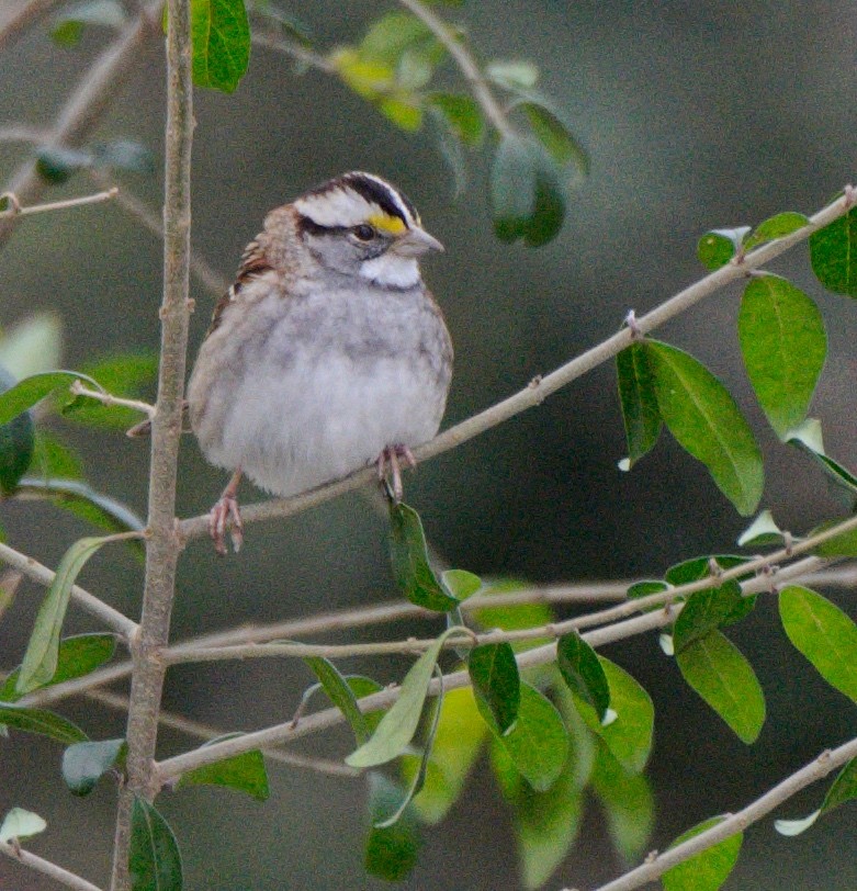 White-throated Sparrow - ML138690321