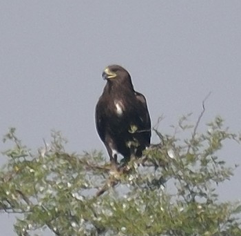 Greater Spotted Eagle - ML138692211