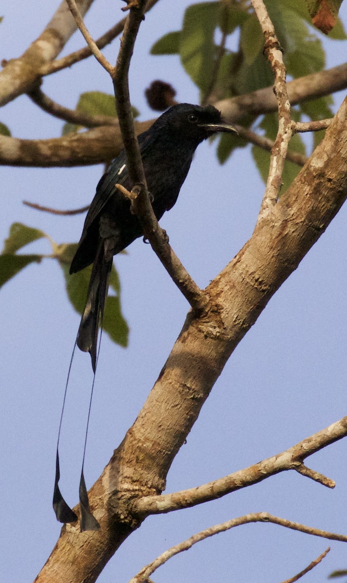 Greater Racket-tailed Drongo - ML138698351