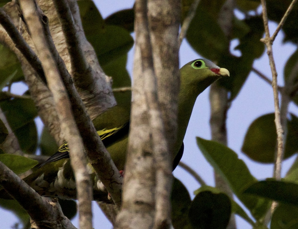 Thick-billed Green-Pigeon - ML138699031