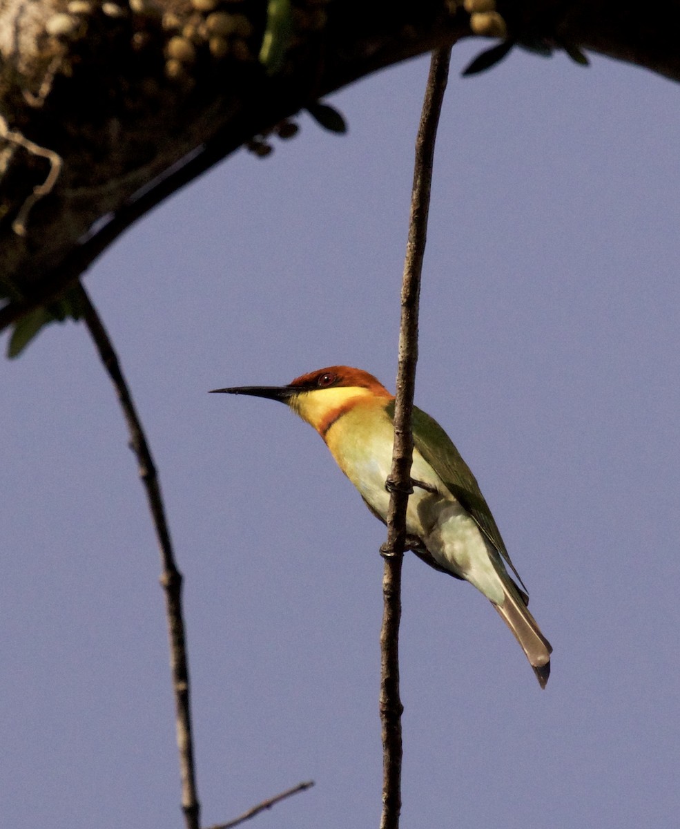 Chestnut-headed Bee-eater - ML138699181