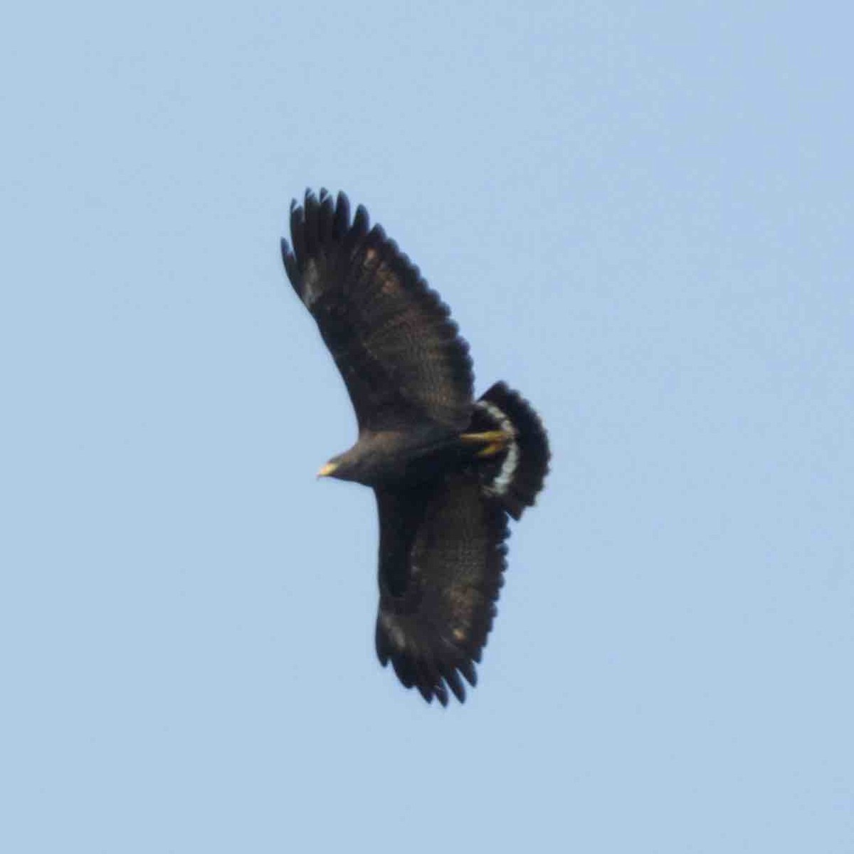 Common Black Hawk - DAB DAB
