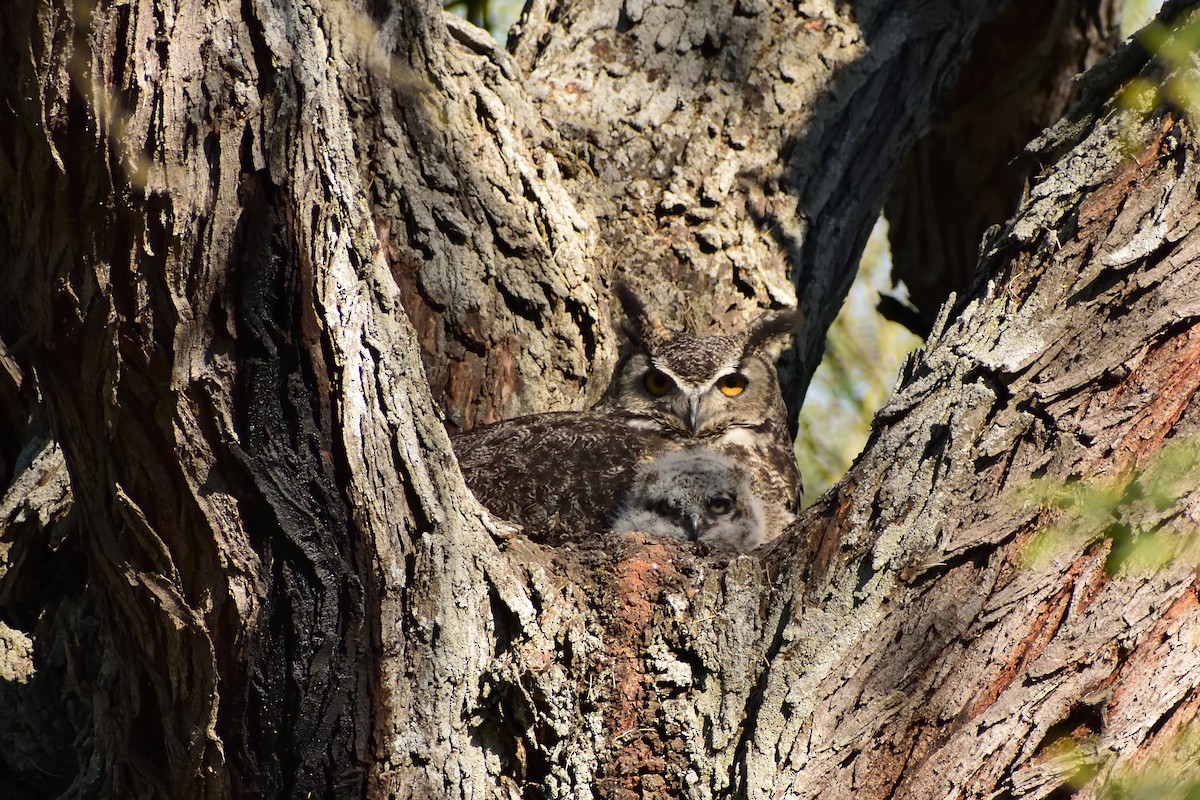 Great Horned Owl - ML138702321