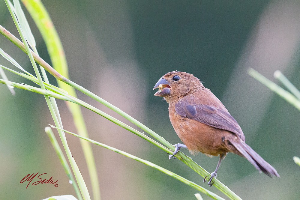 Thick-billed Seed-Finch - ML138705401