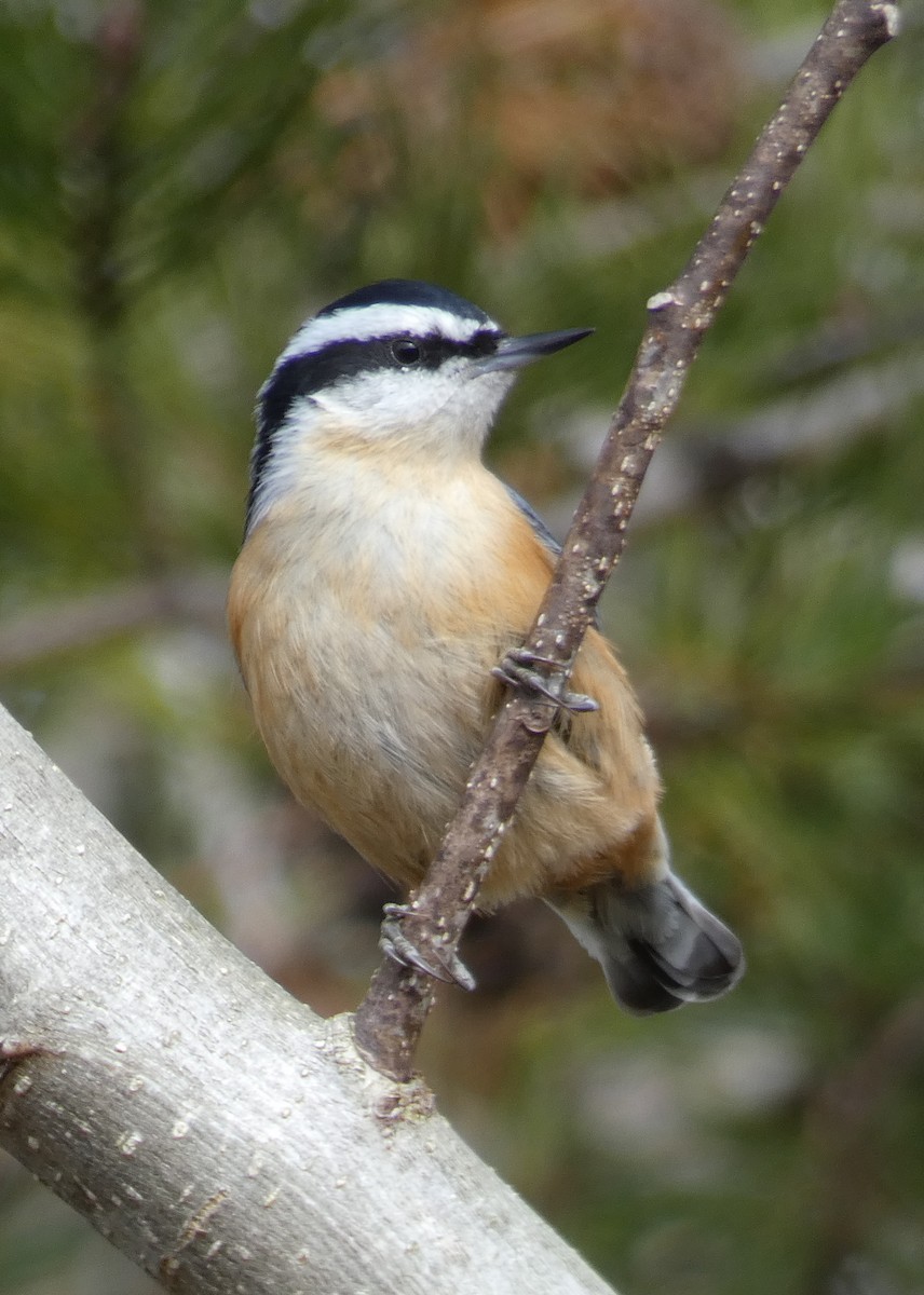 Red-breasted Nuthatch - ML138707191