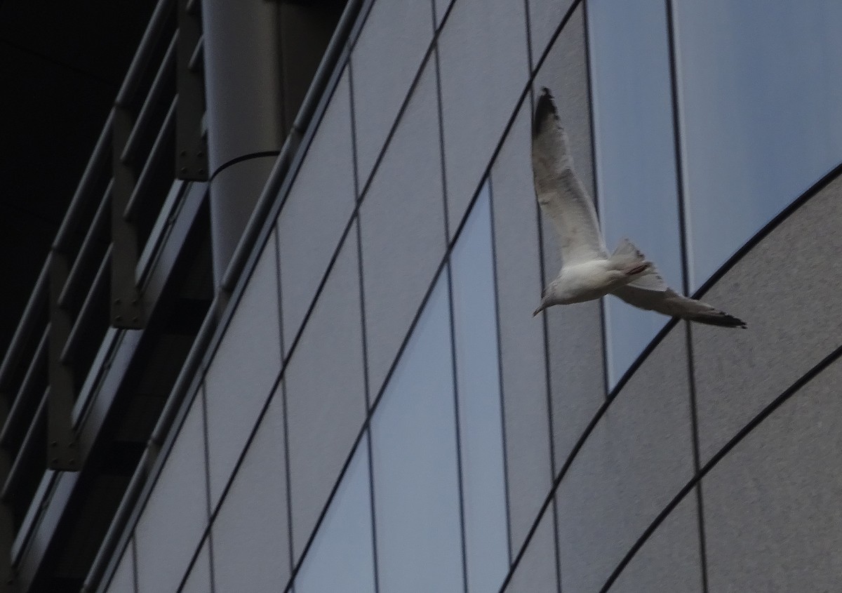 Herring Gull (European) - ML138708391