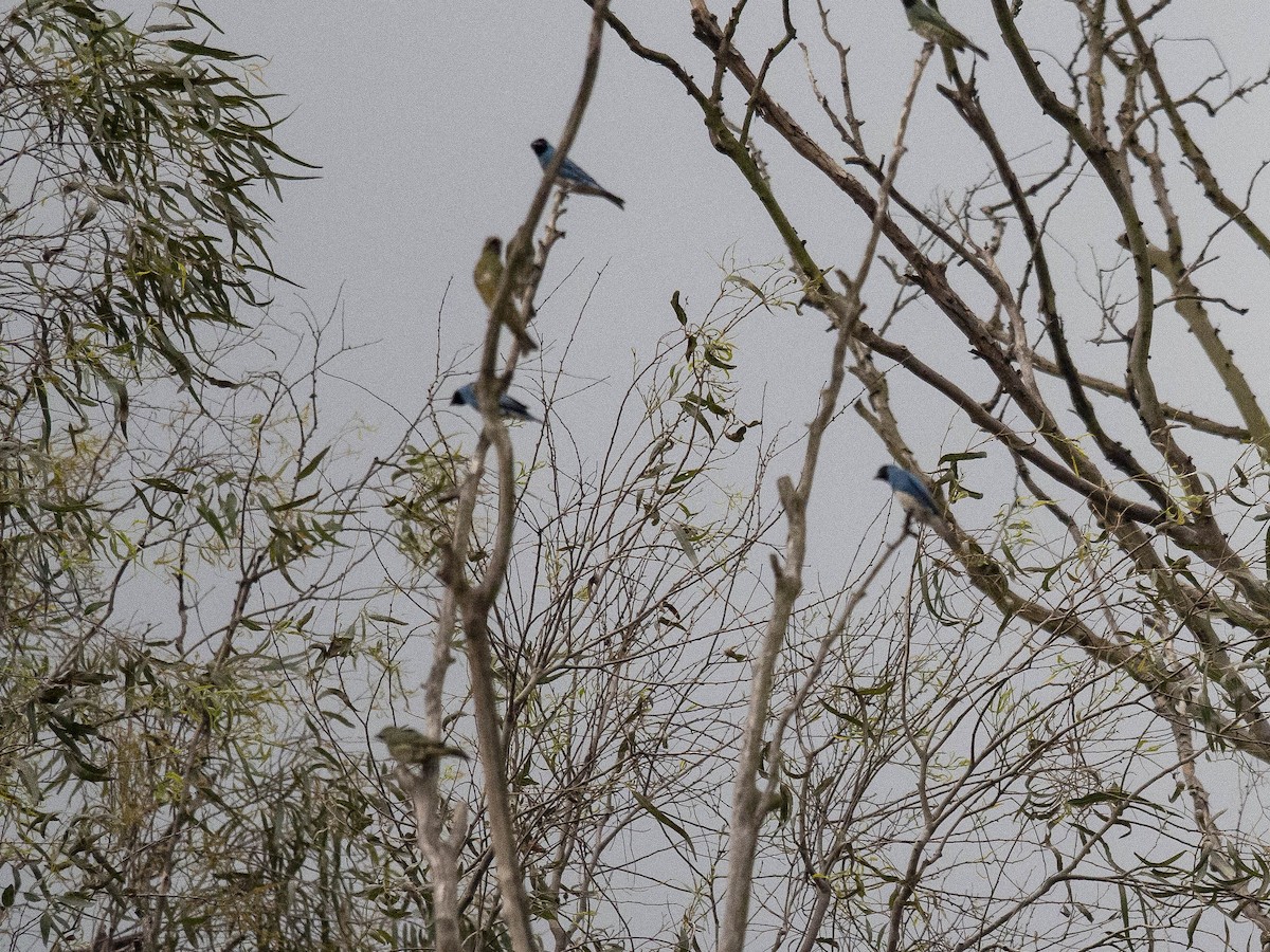 Swallow Tanager - ML138708471