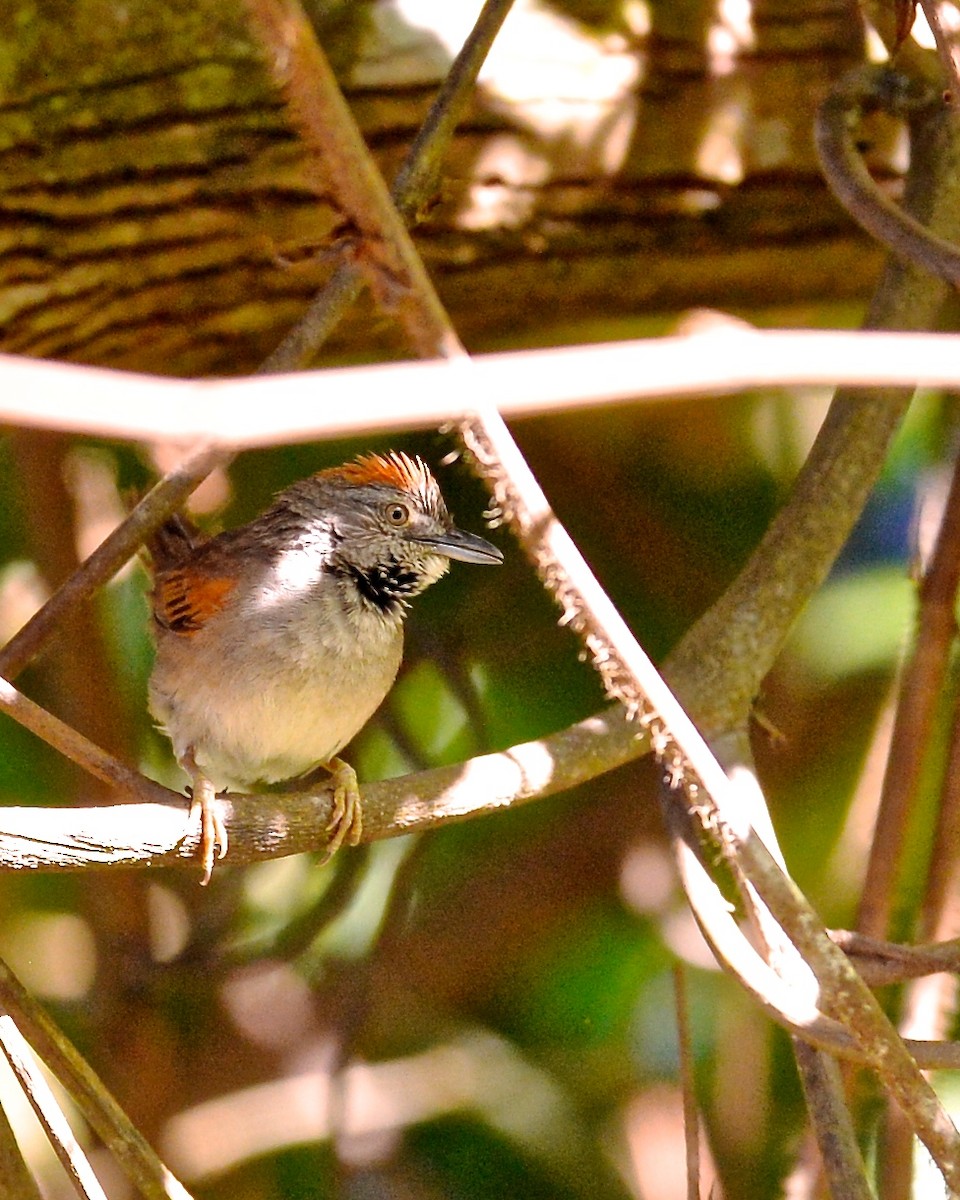 Pale-breasted Spinetail - ML138708501
