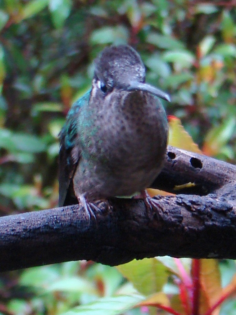 Talamanca Hummingbird - Anita Gould