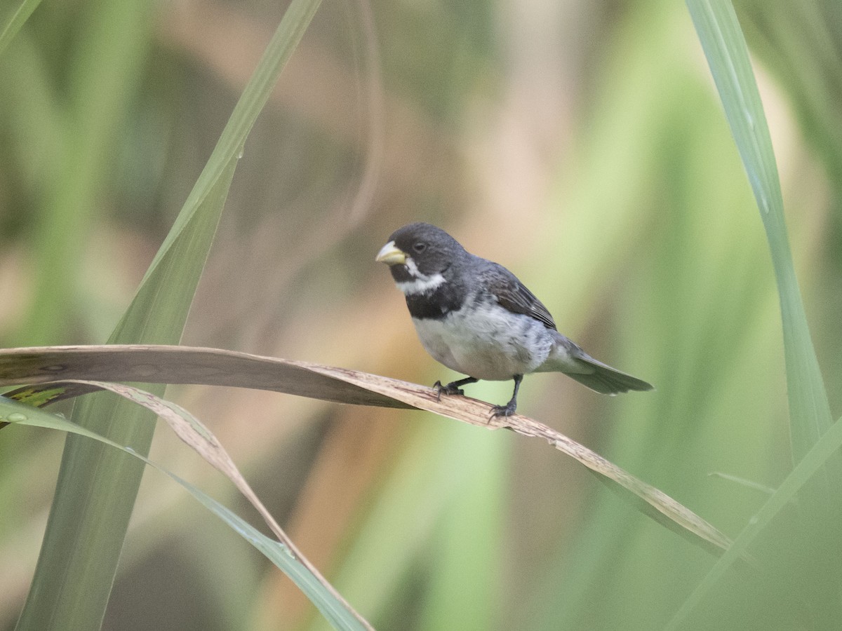 Double-collared Seedeater - ML138711011