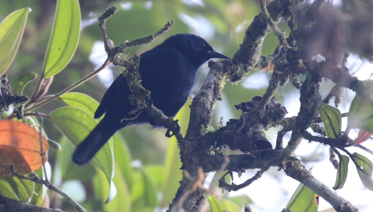 Jamaican Blackbird - ML138712401