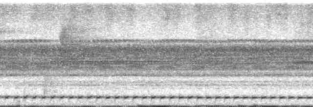 Рораймская совка [группа napensis] - ML138716