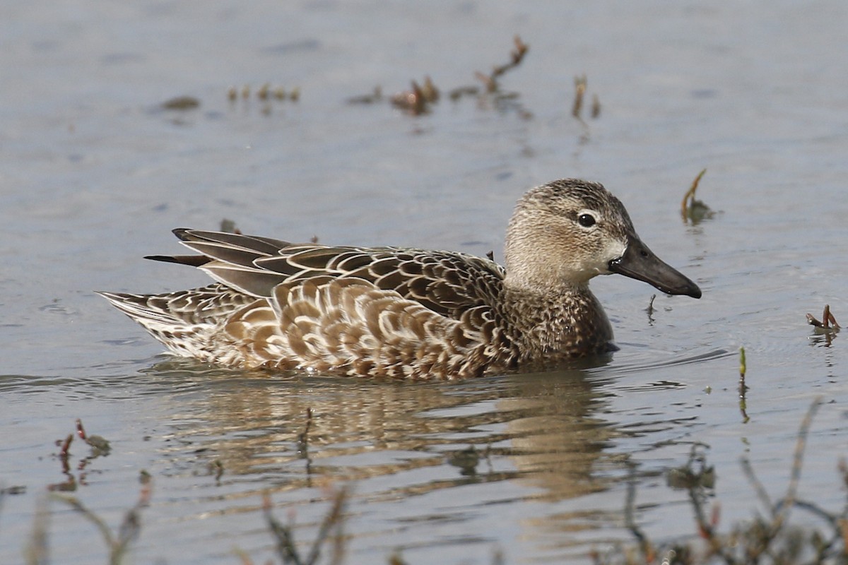 Blue-winged Teal - Donna Pomeroy