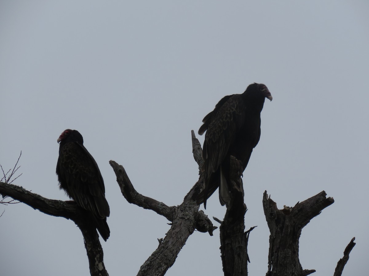 Turkey Vulture - George Brode