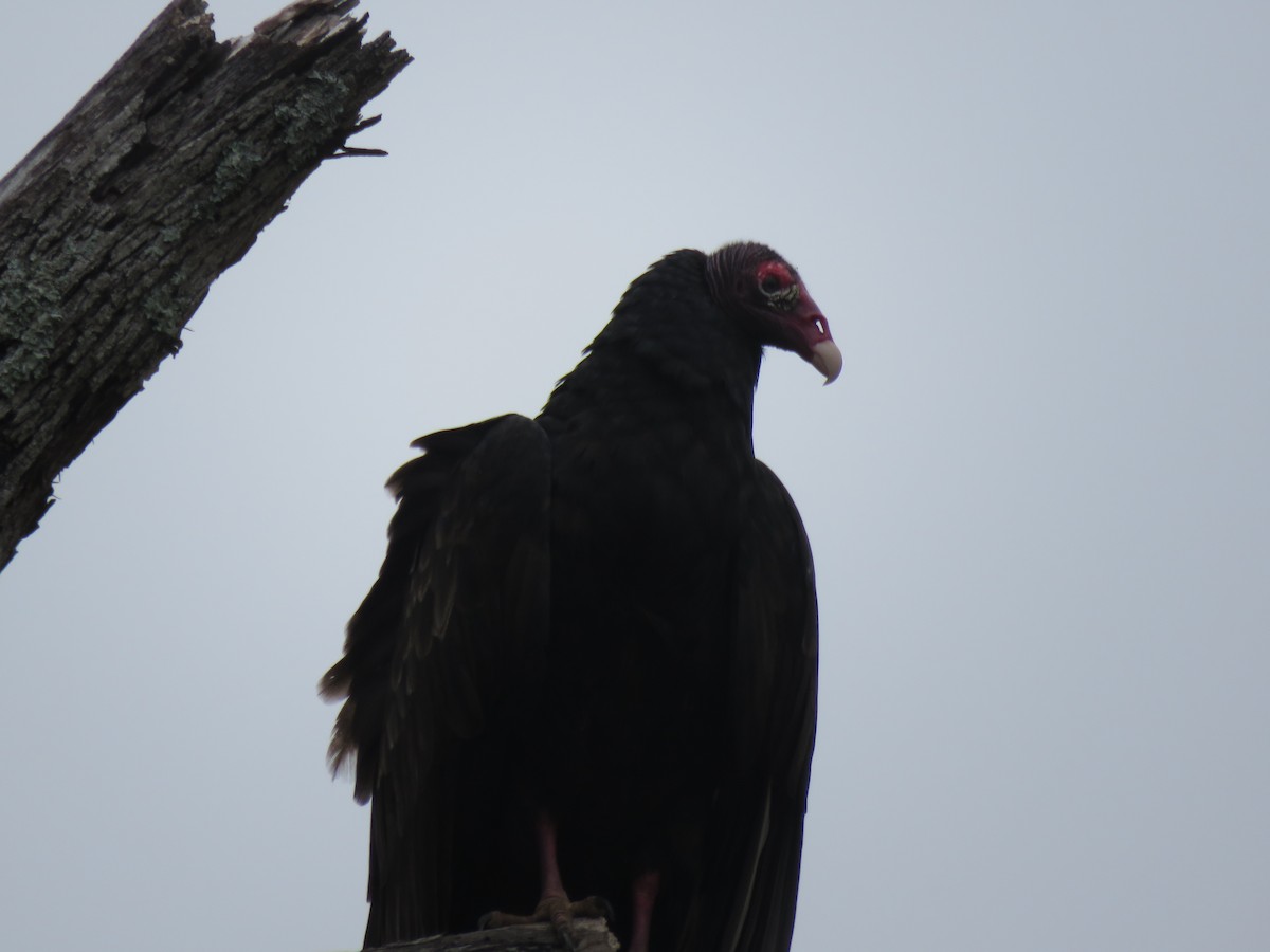 Turkey Vulture - ML138718051