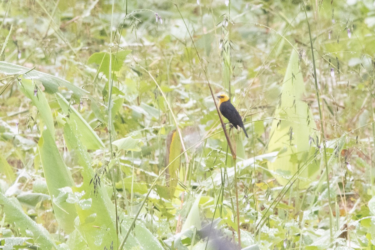 Yellow-hooded Blackbird - ML138718641