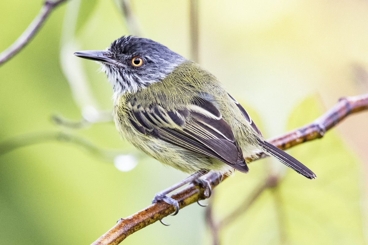 Spotted Tody-Flycatcher - Carlos Moura