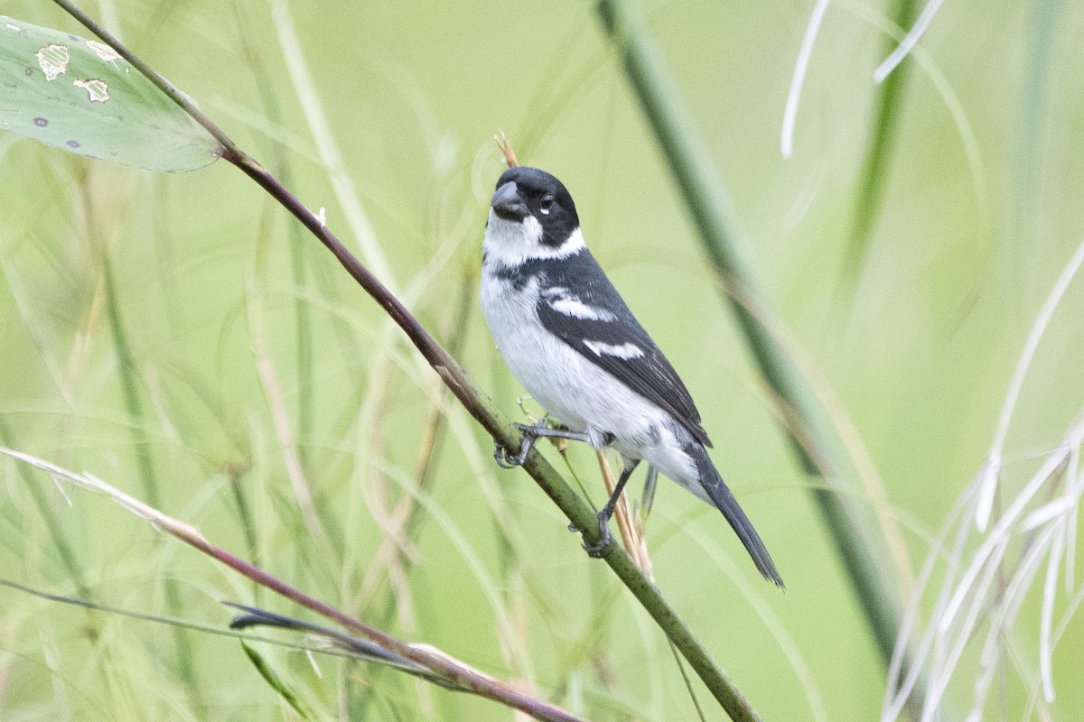 Wing-barred Seedeater - Carlos Moura