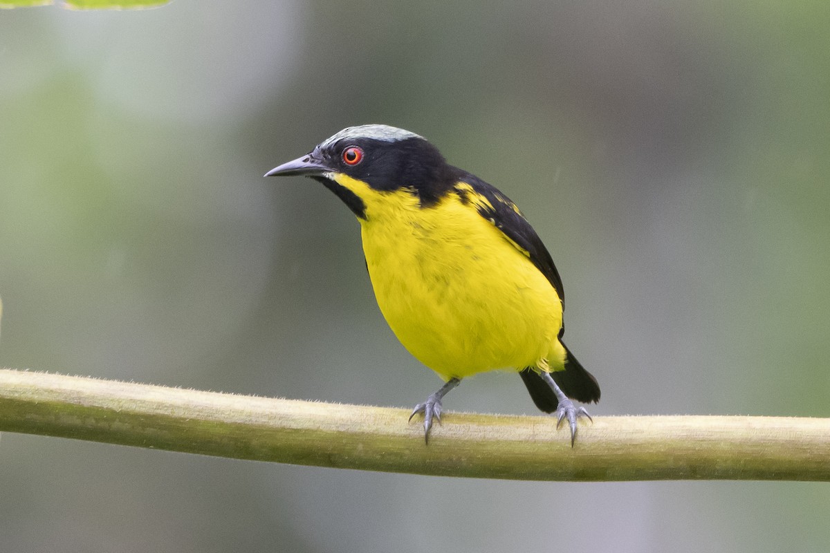 Yellow-bellied Dacnis - Carlos Moura