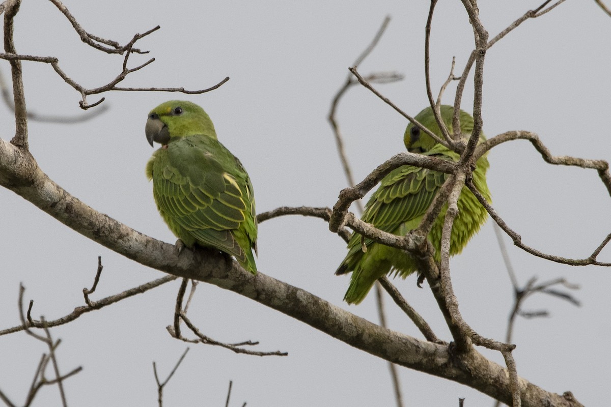 Short-tailed Parrot - Carlos Moura