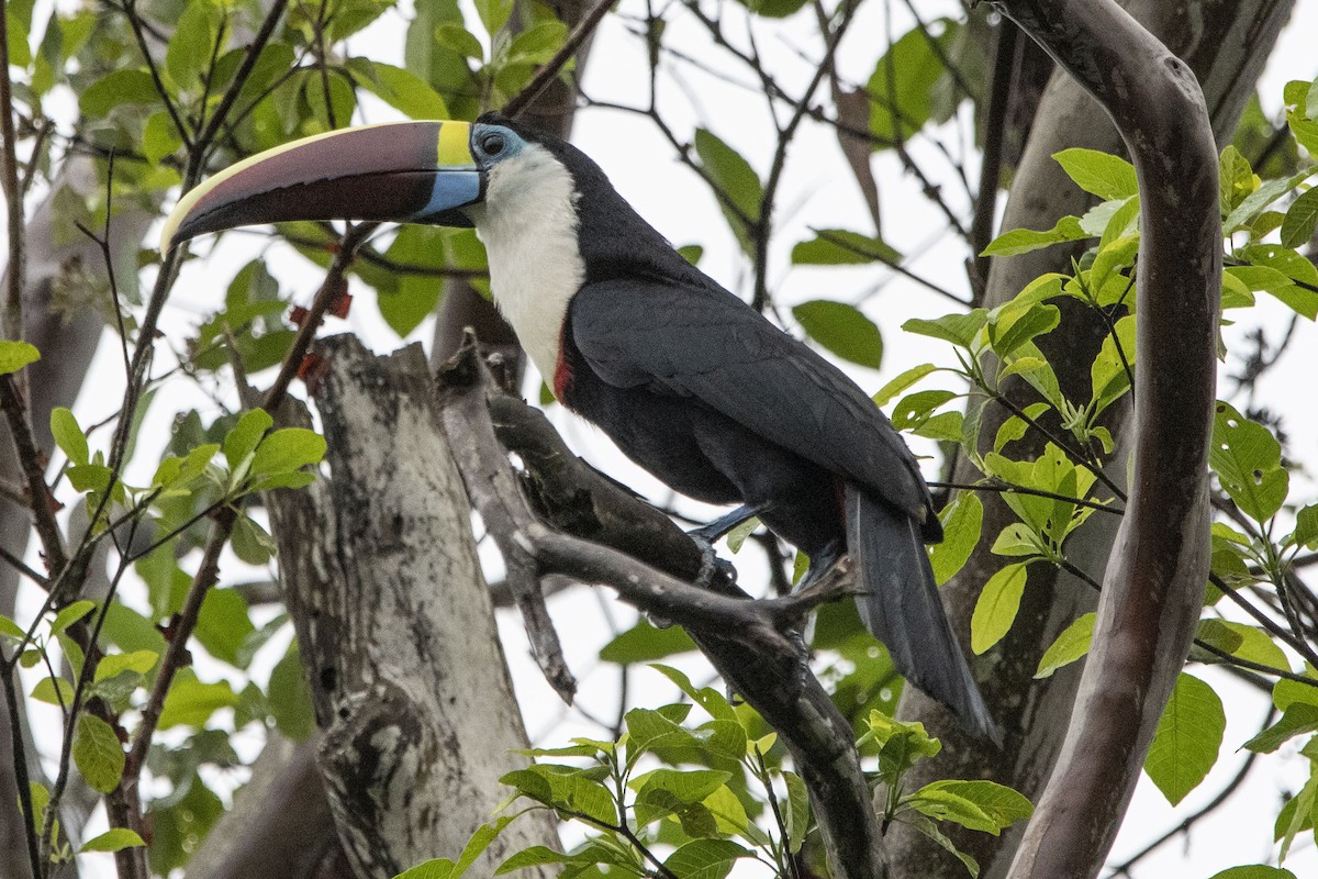 White-throated Toucan - Carlos Moura