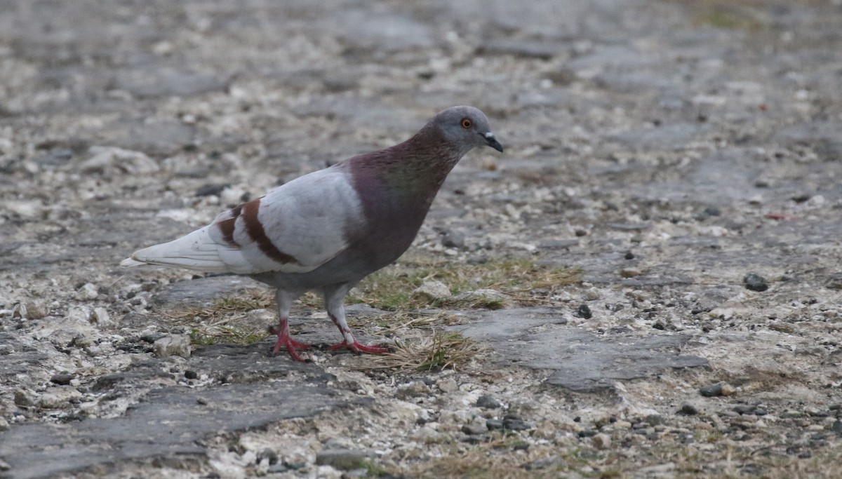 Rock Pigeon (Feral Pigeon) - Michael Woodruff