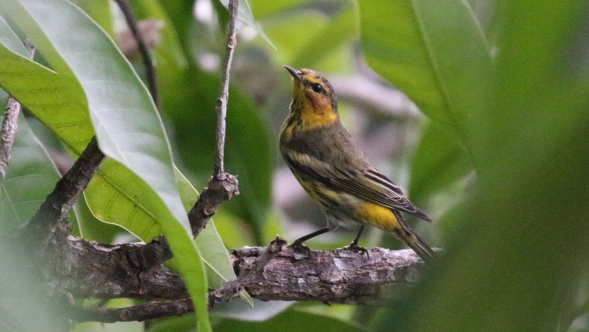 Cape May Warbler - ML138722041
