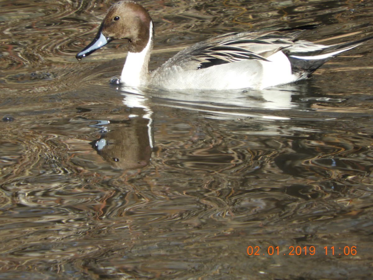 Northern Pintail - Allison Moody
