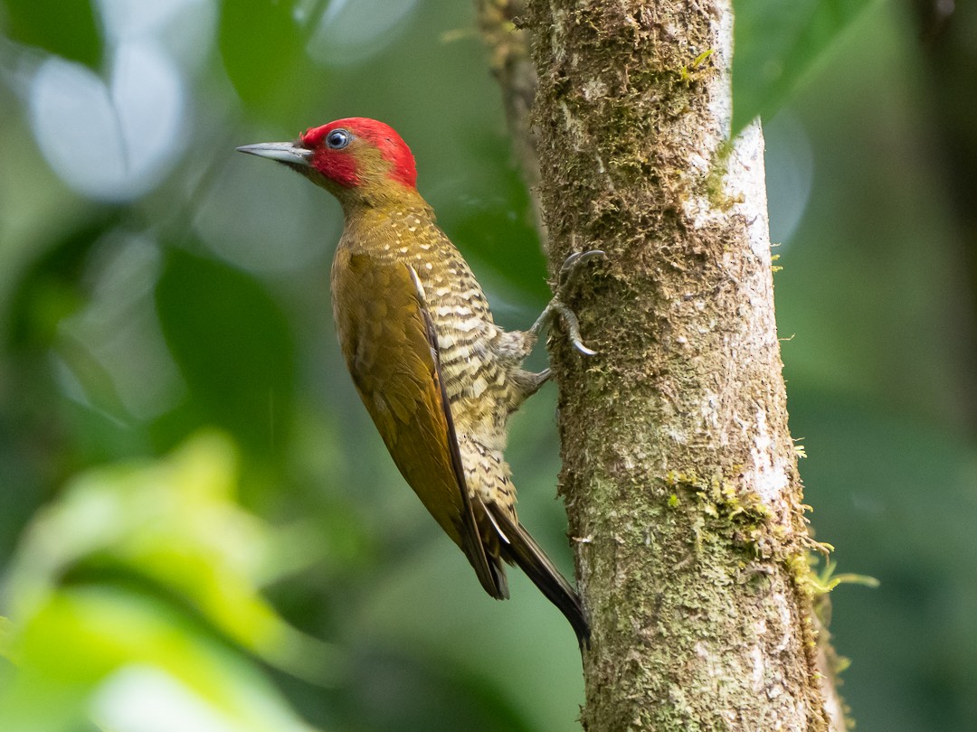 Rufous-winged Woodpecker - ML138726051