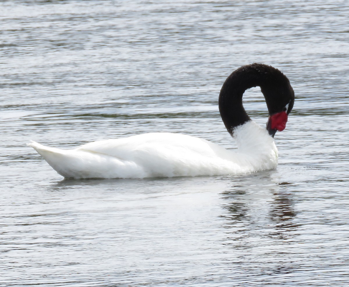 Black-necked Swan - ML138729581