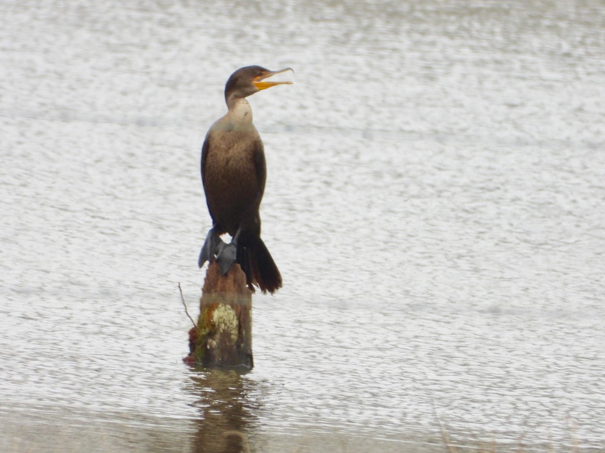 Double-crested Cormorant - James R. Hill, III