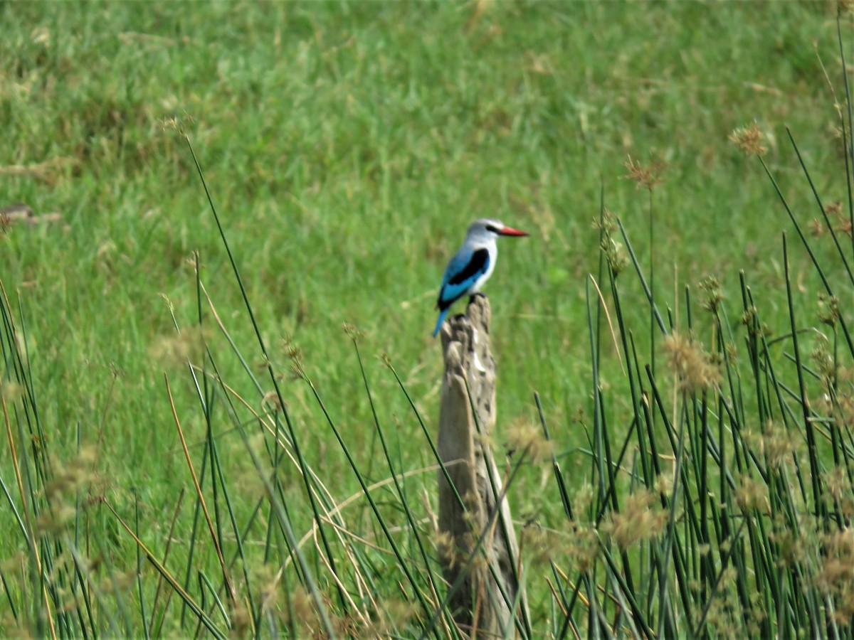 Woodland Kingfisher - Hugo Foxonet