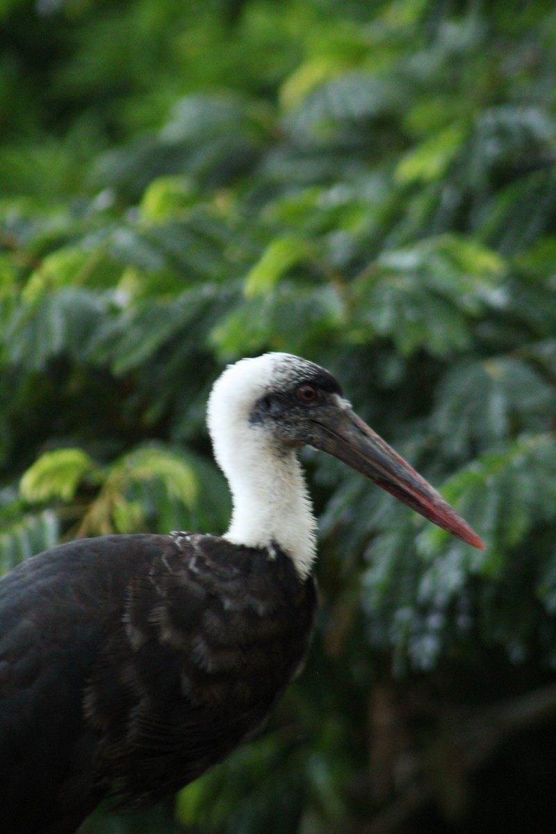 African Woolly-necked Stork - ML138734061