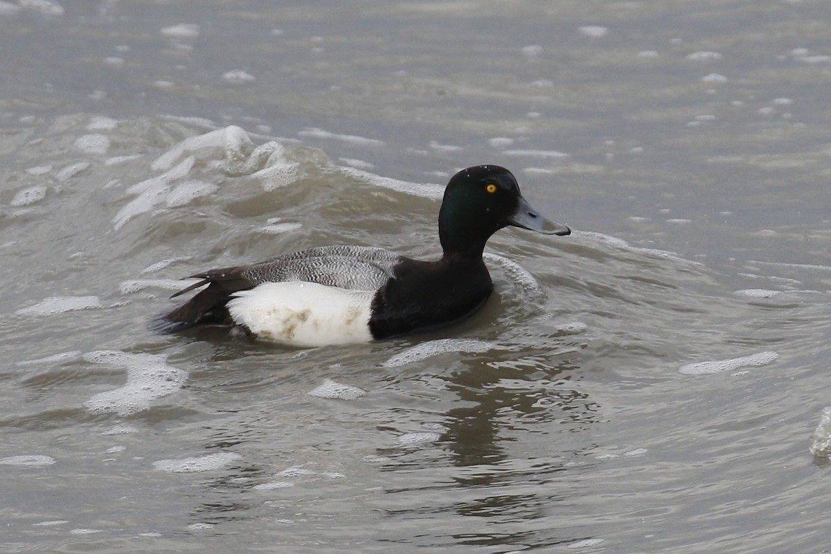 Greater Scaup - Donna Pomeroy