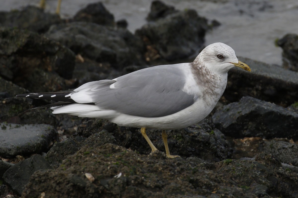Short-billed Gull - Donna Pomeroy