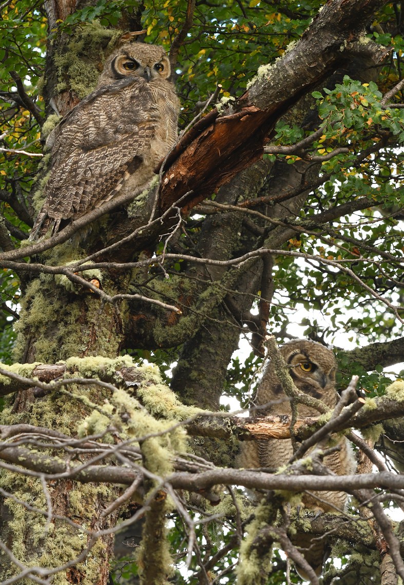 Lesser Horned Owl - ML138735641