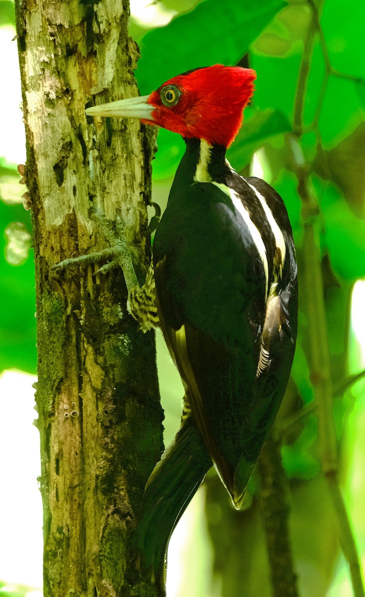 Pale-billed Woodpecker - David Zittin