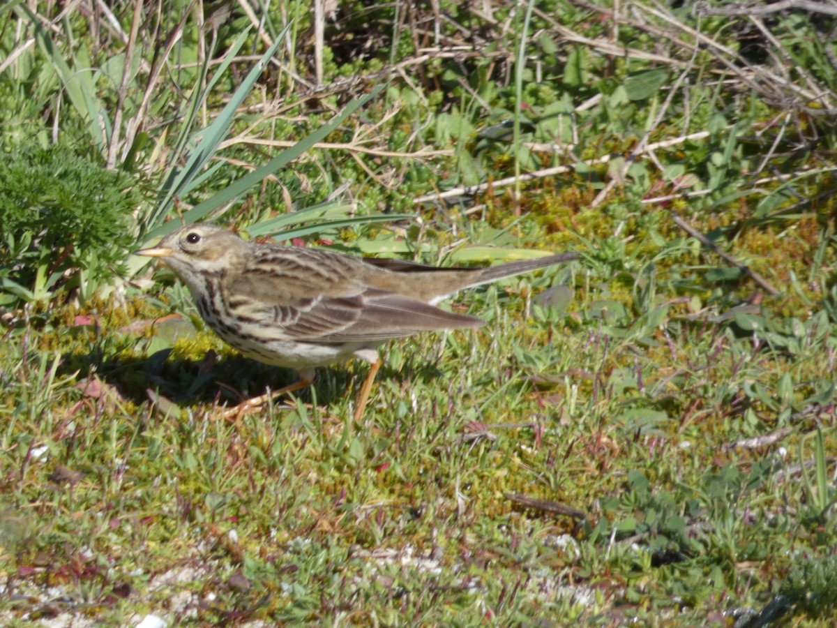 Meadow Pipit - ML138736641