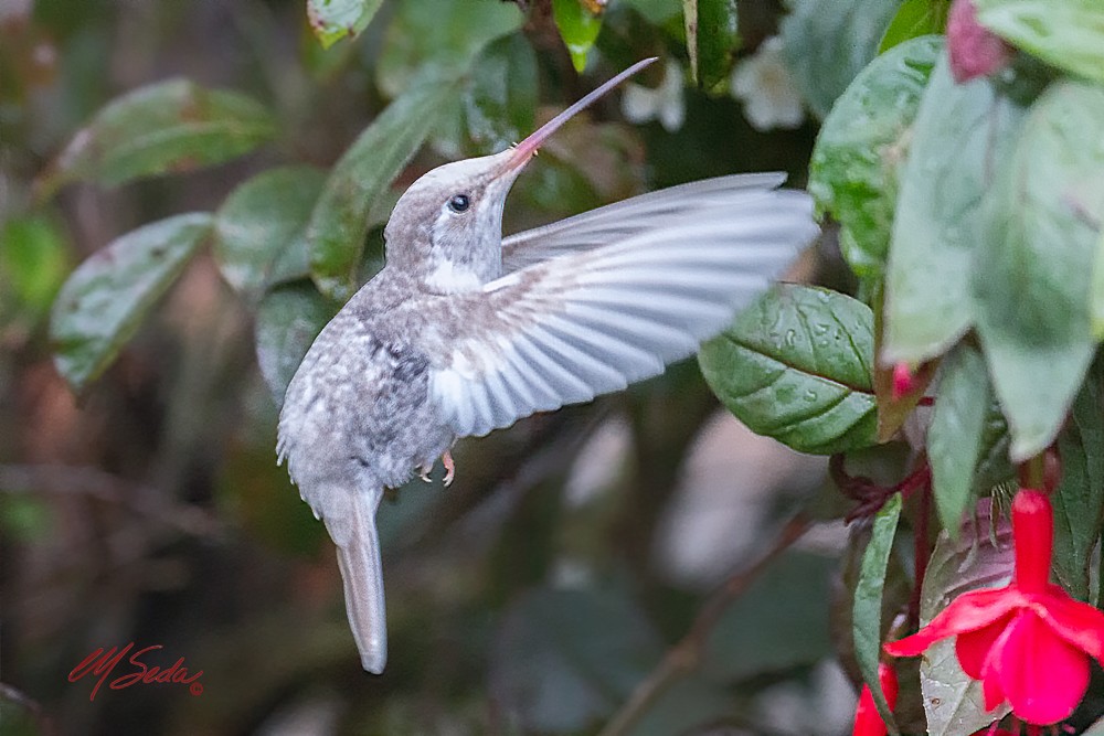 Talamanca Hummingbird - Manuel Seda