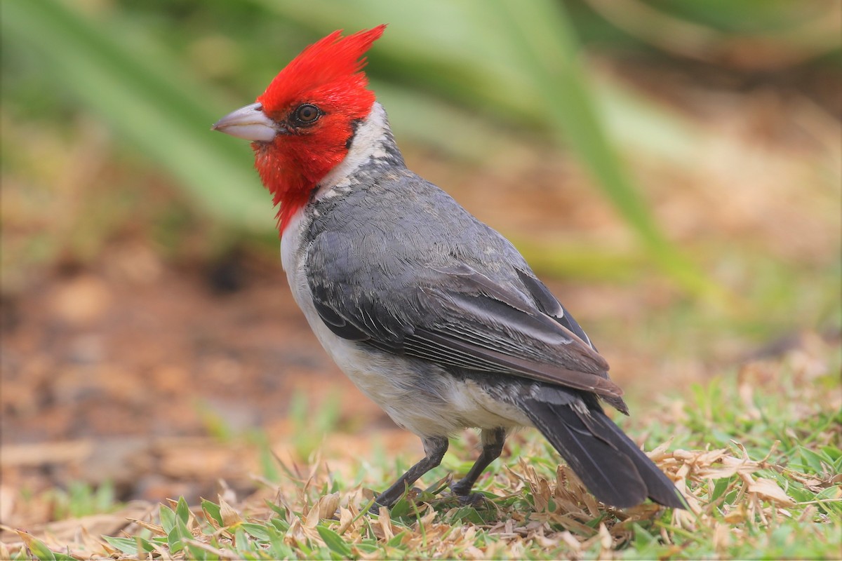 Red-crested Cardinal - Anthony Vicciarelli