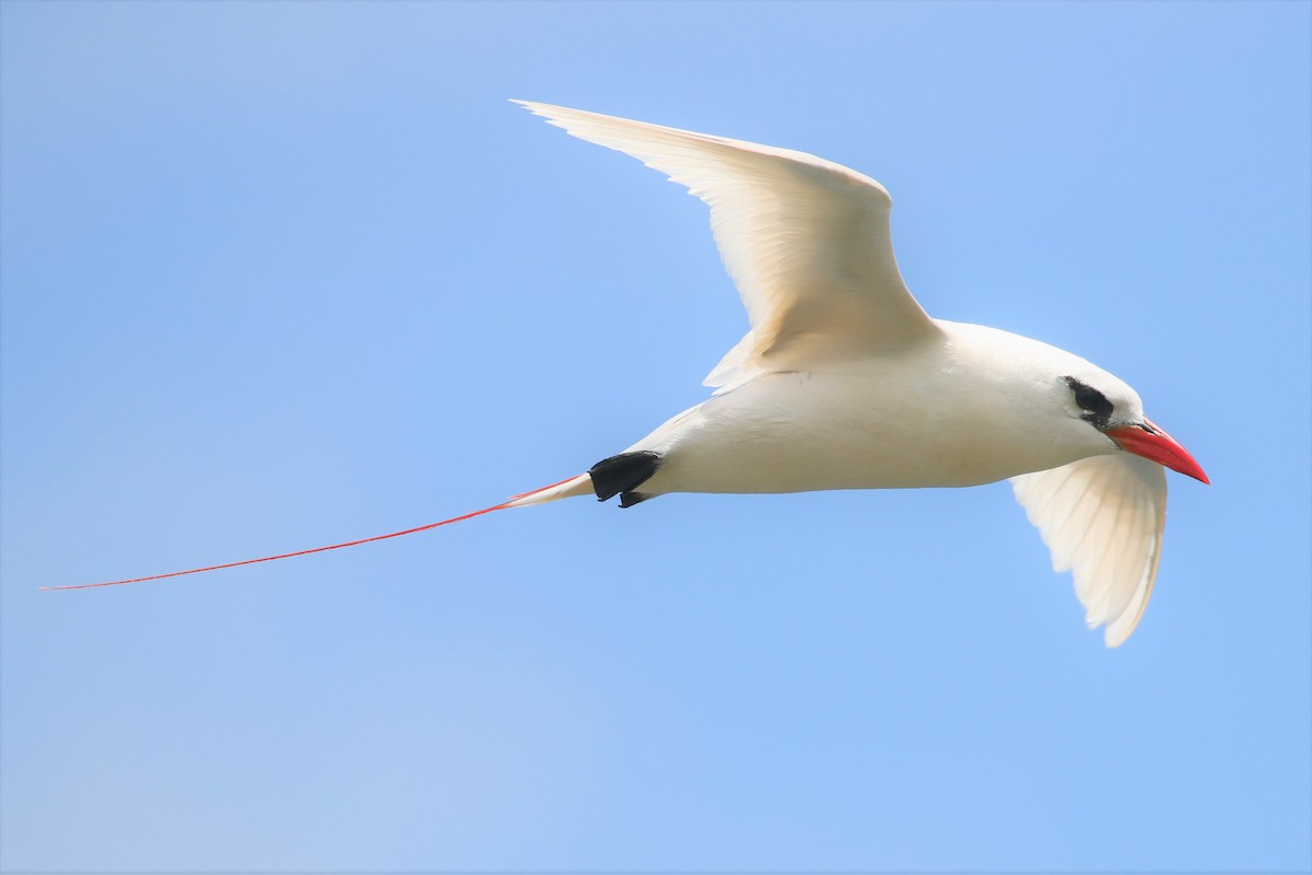 Red-tailed Tropicbird - Anthony Vicciarelli