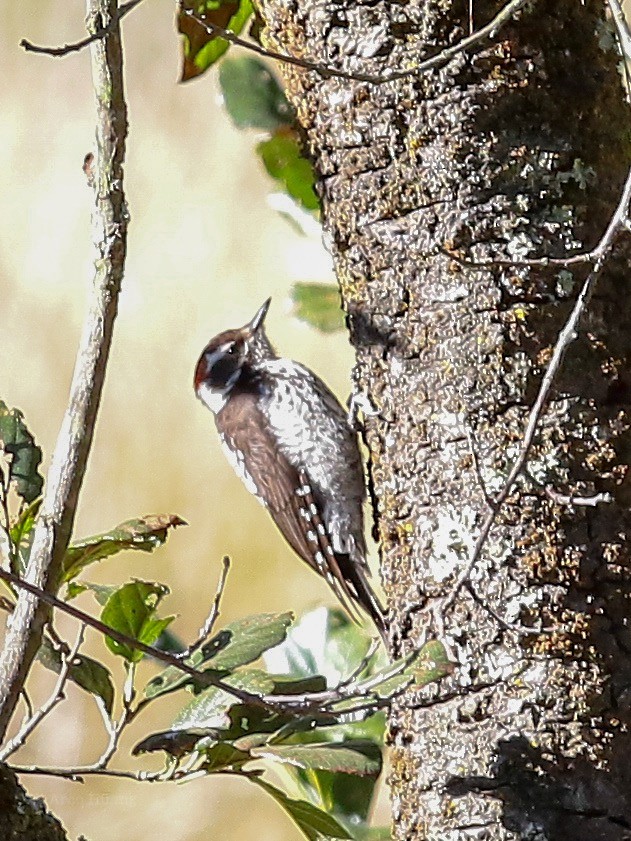 Strickland's Woodpecker - Anonymous