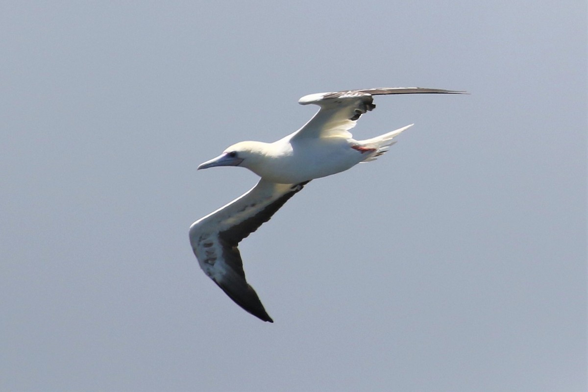 Red-footed Booby - Anthony Vicciarelli
