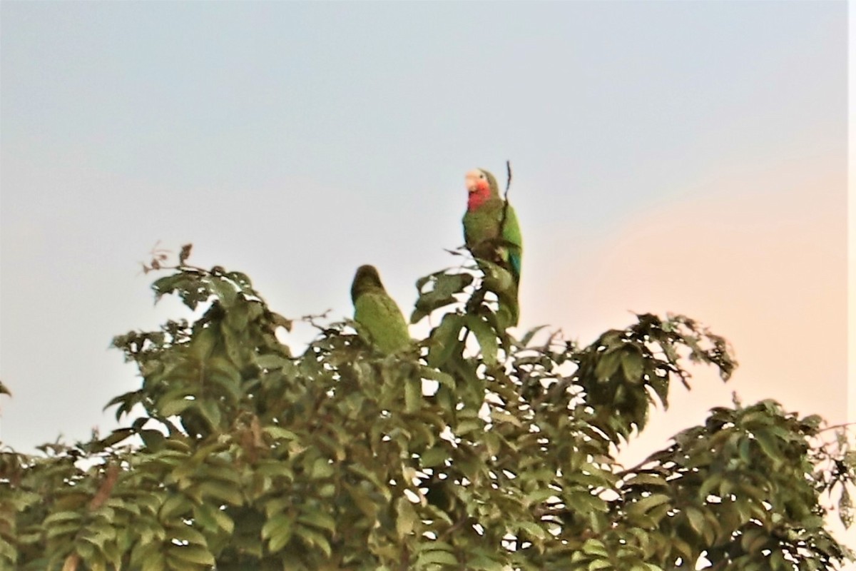 Cuban Parrot (Cuban) - Gail DeLalla
