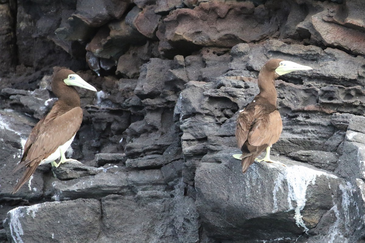 Brown Booby (Forster's) - Anthony Vicciarelli