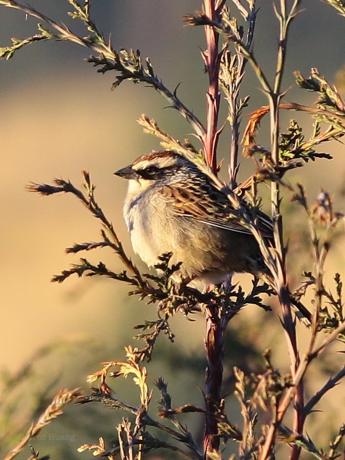 Striped Sparrow - Anonymous