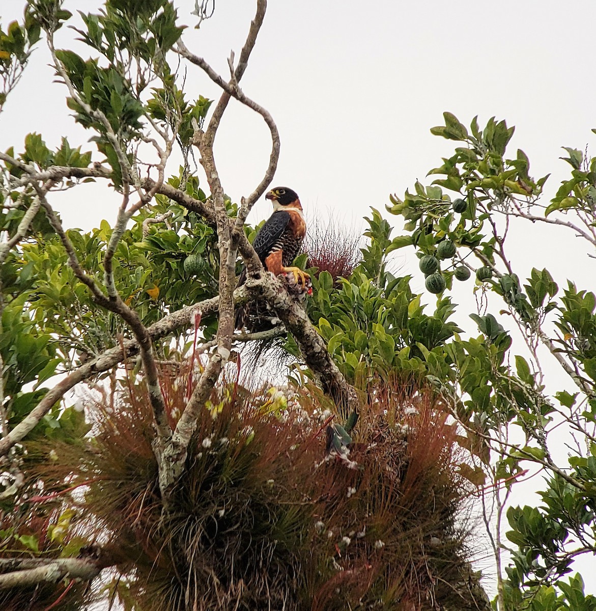 Orange-breasted Falcon - Mackenzie Goldthwait