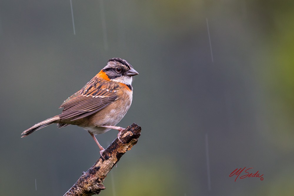Rufous-collared Sparrow - ML138747591