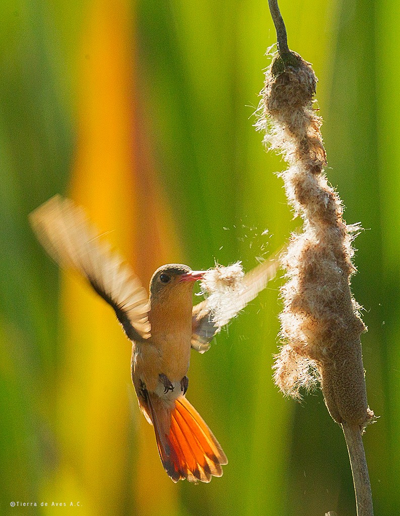 Cinnamon Hummingbird (Mainland) - manuel grosselet