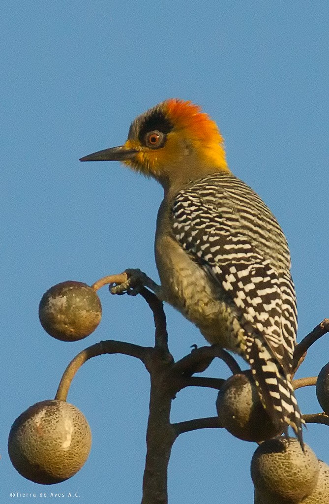 Golden-cheeked Woodpecker - manuel grosselet